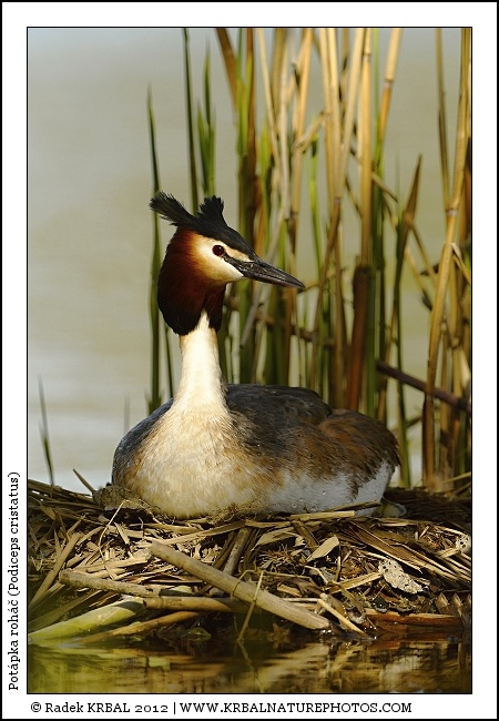 Pot�pka roh�� | Great Crested Grebe | Haubentaucher | Podiceps cristatus