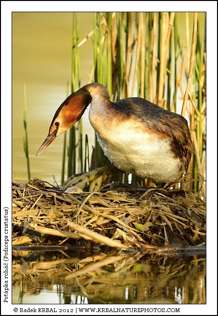 Pot�pka roh�� | Great Crested Grebe | Haubentaucher | Podiceps cristatus