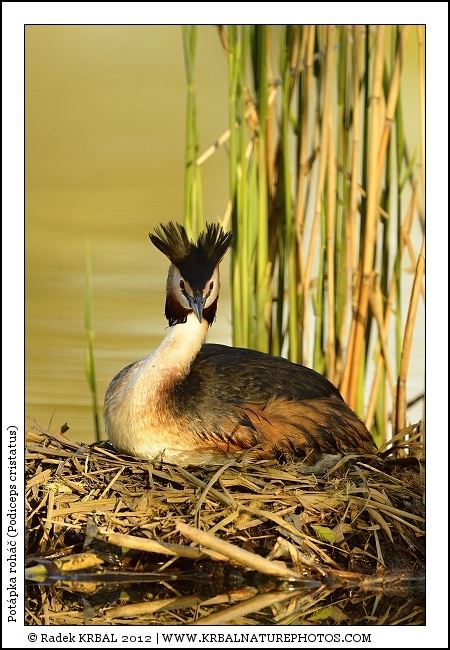 Pot�pka roh�� | Great Crested Grebe | Haubentaucher | Podiceps cristatus