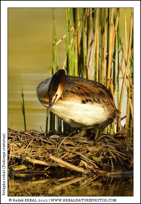 Pot�pka roh�� | Great Crested Grebe | Haubentaucher | Podiceps cristatus