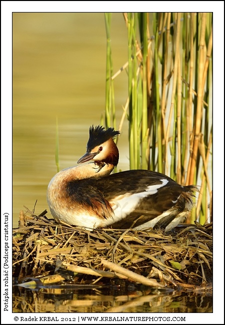 Pot�pka roh�� | Great Crested Grebe | Haubentaucher | Podiceps cristatus