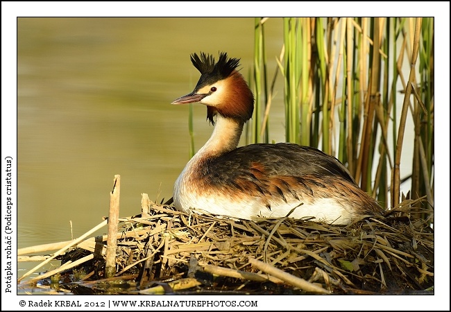 Pot�pka roh�� | Great Crested Grebe | Haubentaucher | Podiceps cristatus