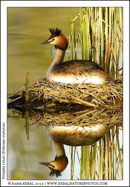 Pot�pka roh�� | Great Crested Grebe | Haubentaucher | Podiceps cristatus
