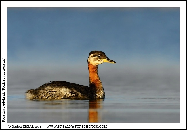 Pot�pka rudokrk� | Red-necked Grebe | Rothalstaucher | Podiceps grisegena