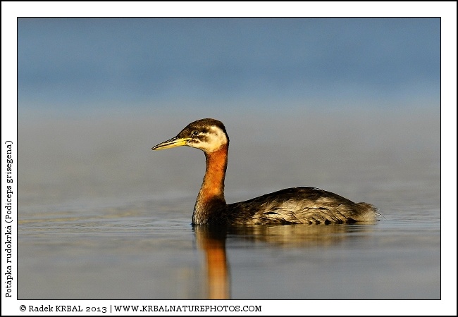 Pot�pka rudokrk� | Red-necked Grebe | Rothalstaucher | Podiceps grisegena