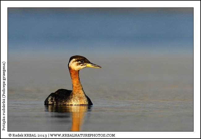 Pot�pka rudokrk� | Red-necked Grebe | Rothalstaucher | Podiceps grisegena