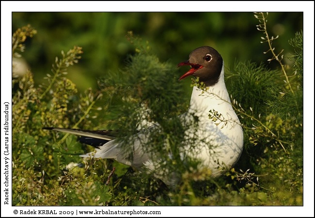 Racek chechtav� | Black-headed Gull | Lachm�we | Larus ridibundus