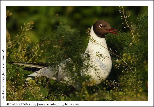 Racek chechtav� | Black-headed Gull | Lachm�we | Larus ridibundus