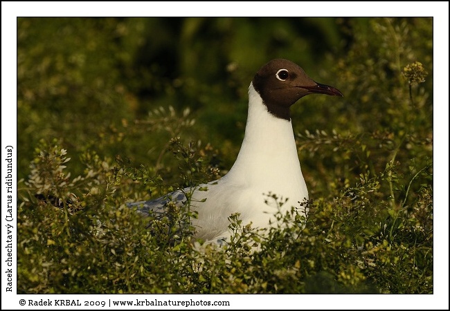 Racek chechtav� | Black-headed Gull | Lachm�we | Larus ridibundus