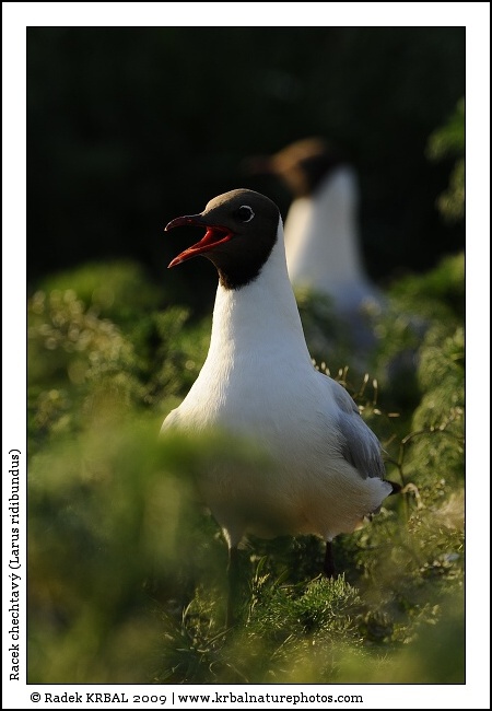 Racek chechtav� | Black-headed Gull | Lachm�we | Larus ridibundus