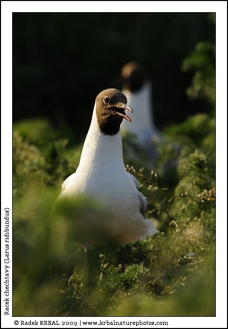 Racek chechtav� | Black-headed Gull | Lachm�we | Larus ridibundus