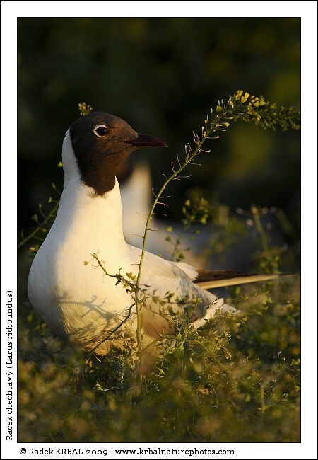 Racek chechtav� | Black-headed Gull | Lachm�we | Larus ridibundus