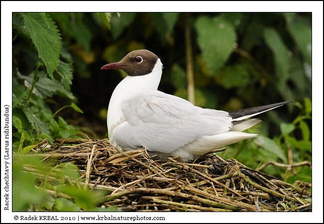 Racek chechtav� | Black-headed Gull | Lachm�we | Larus ridibundus