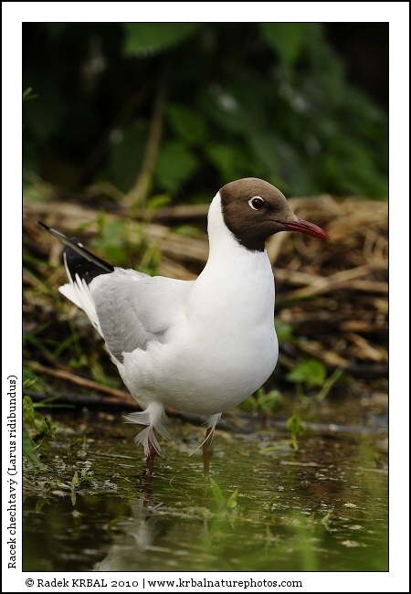 Racek chechtav� | Black-headed Gull | Lachm�we | Larus ridibundus