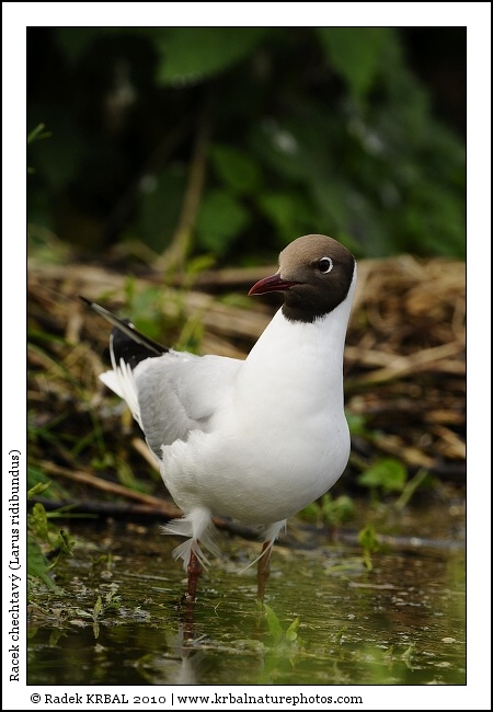 Racek chechtav� | Black-headed Gull | Lachm�we | Larus ridibundus