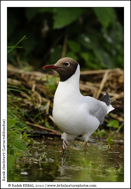 Racek chechtav� | Black-headed Gull | Lachm�we | Larus ridibundus