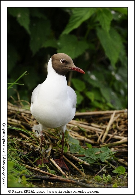 Racek chechtav� | Black-headed Gull | Lachm�we | Larus ridibundus