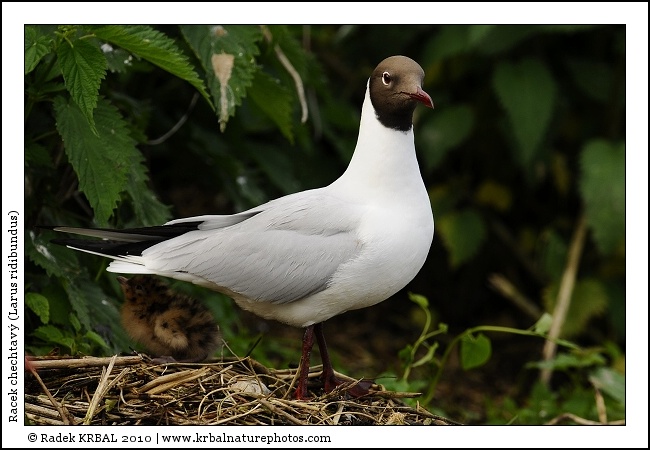 Racek chechtav� | Black-headed Gull | Lachm�we | Larus ridibundus