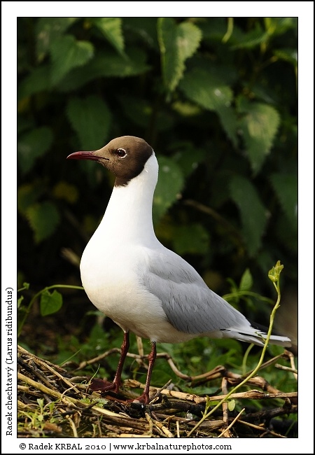 Racek chechtav� | Black-headed Gull | Lachm�we | Larus ridibundus