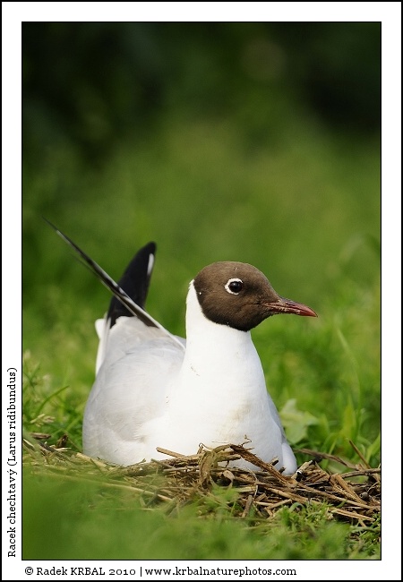 Racek chechtav� | Black-headed Gull | Lachm�we | Larus ridibundus