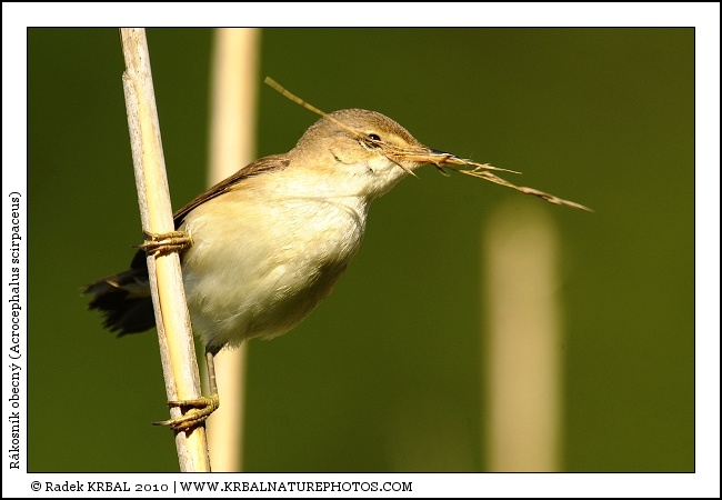 R�kosn�k obecn� | Eurasian Reed Warbler | Teichrohrs�nger | Acrocephalus scirpaceus
