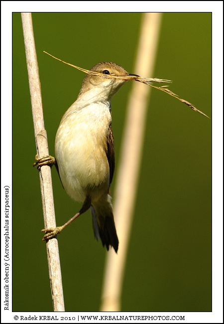 R�kosn�k obecn� | Eurasian Reed Warbler | Teichrohrs�nger | Acrocephalus scirpaceus