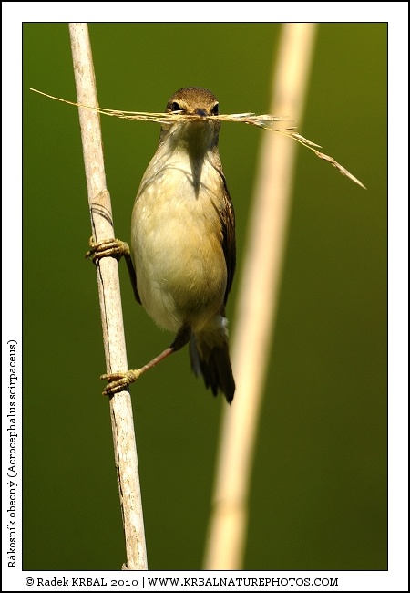 R�kosn�k obecn� | Eurasian Reed Warbler | Teichrohrs�nger | Acrocephalus scirpaceus