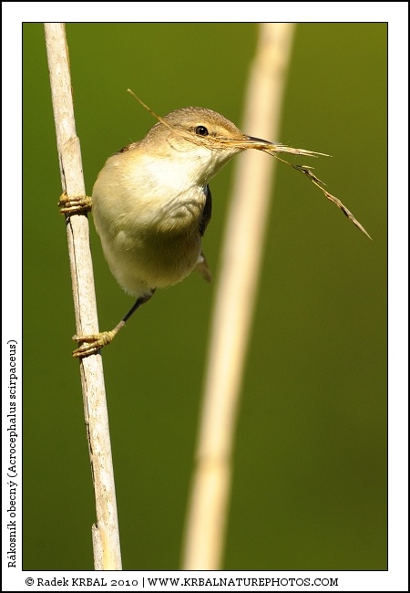 R�kosn�k obecn� | Eurasian Reed Warbler | Teichrohrs�nger | Acrocephalus scirpaceus