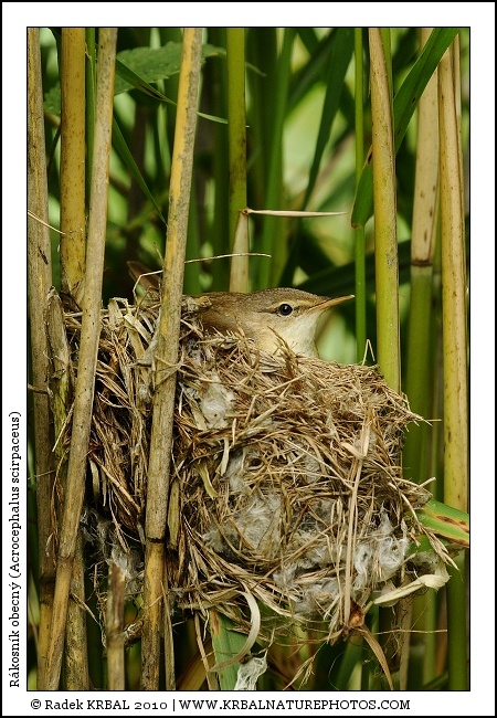 Rkosnk obecn | Eurasian Reed Warbler | Teichrohrsnger | Acrocephalus scirpaceus