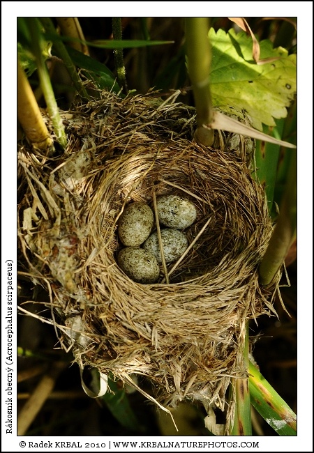 R�kosn�k obecn� | Eurasian Reed Warbler | Teichrohrs�nger | Acrocephalus scirpaceus