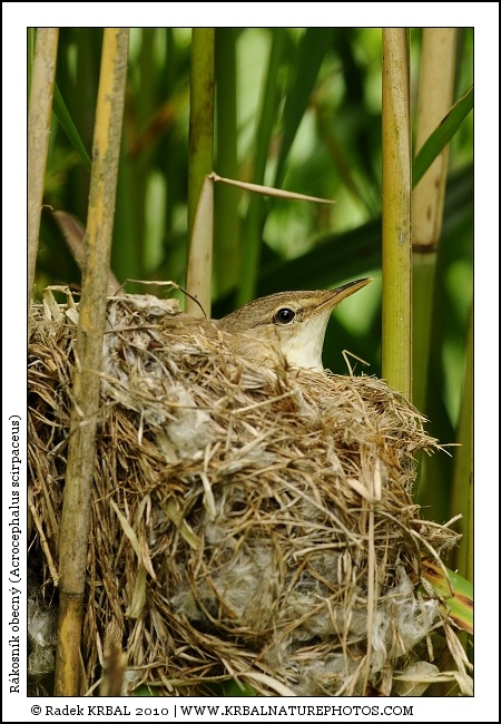 R�kosn�k obecn� | Eurasian Reed Warbler | Teichrohrs�nger | Acrocephalus scirpaceus