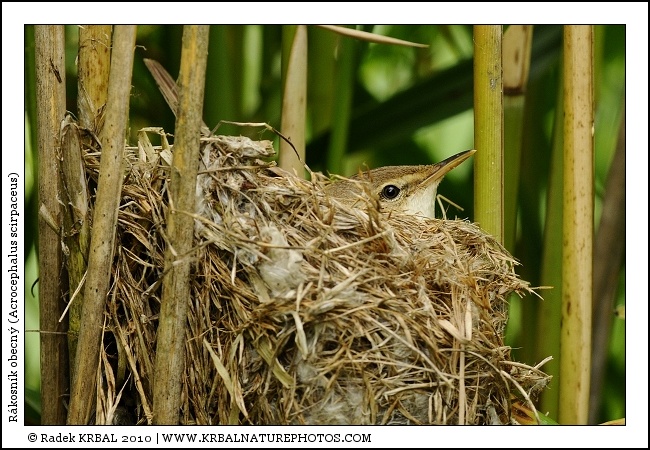 R�kosn�k obecn� | Eurasian Reed Warbler | Teichrohrs�nger | Acrocephalus scirpaceus