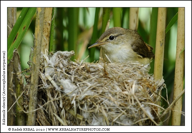 R�kosn�k obecn� | Eurasian Reed Warbler | Teichrohrs�nger | Acrocephalus scirpaceus