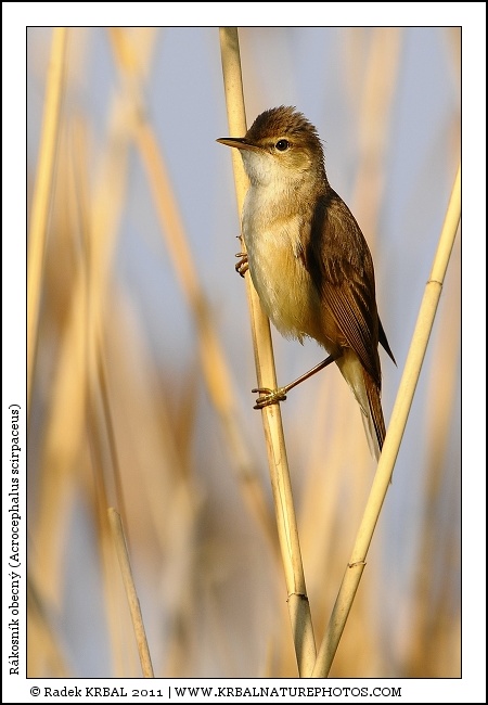 R�kosn�k obecn� | Eurasian Reed Warbler | Teichrohrs�nger | Acrocephalus scirpaceus