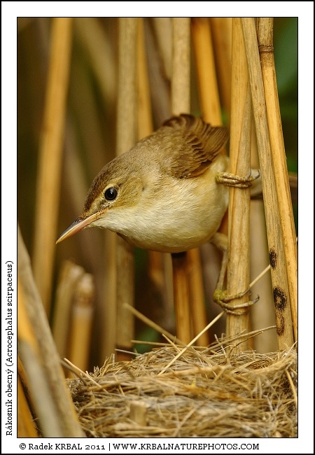 R�kosn�k obecn� | Eurasian Reed Warbler | Teichrohrs�nger | Acrocephalus scirpaceus