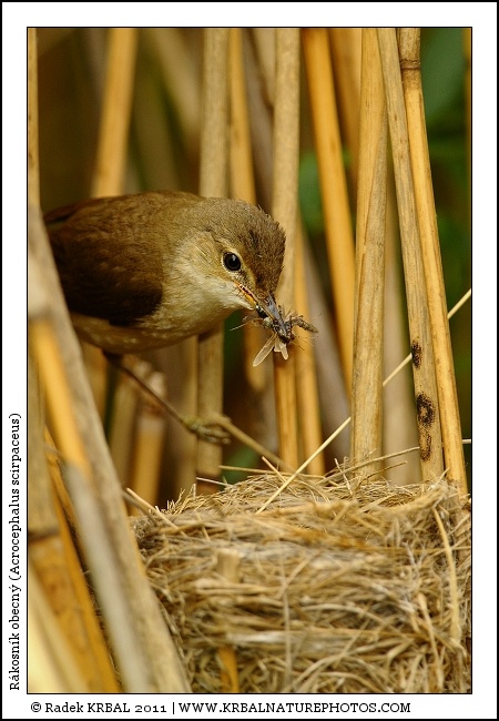 R�kosn�k obecn� | Eurasian Reed Warbler | Teichrohrs�nger | Acrocephalus scirpaceus