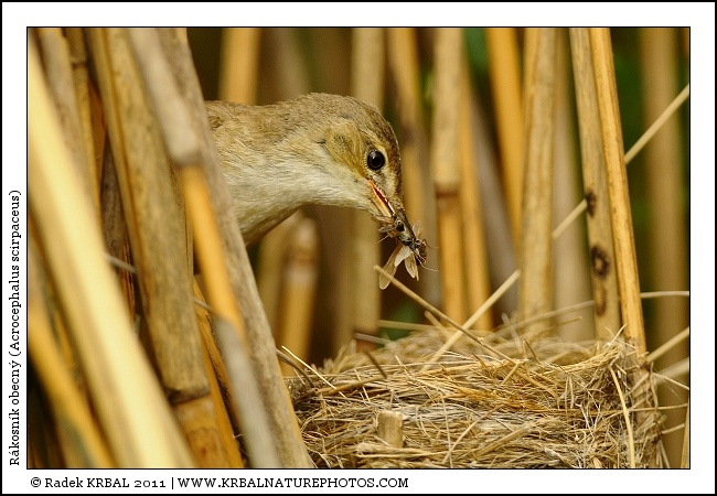 R�kosn�k obecn� | Eurasian Reed Warbler | Teichrohrs�nger | Acrocephalus scirpaceus