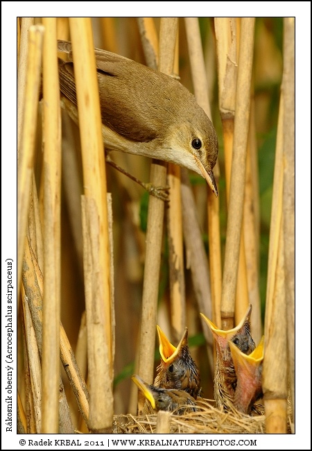 R�kosn�k obecn� | Eurasian Reed Warbler | Teichrohrs�nger | Acrocephalus scirpaceus