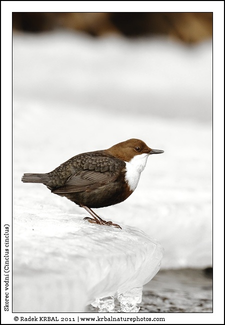 Skorec vodn� | White-throated Dipper | Wasseramsel | Cinclus cinclus