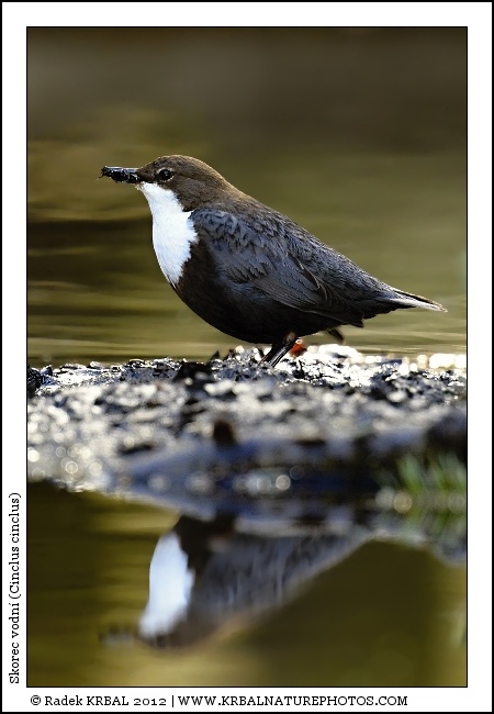 Skorec vodn� | White-throated Dipper | Wasseramsel | Cinclus cinclus