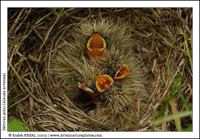 Sk�ivan poln� | Skylark | Feldlerche | Alauda arvensis