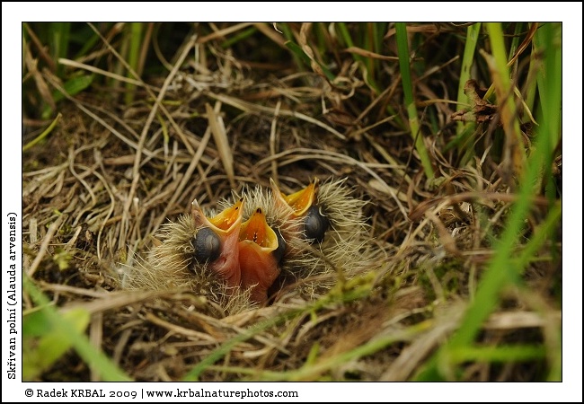 Sk�ivan poln� | Skylark | Feldlerche | Alauda arvensis