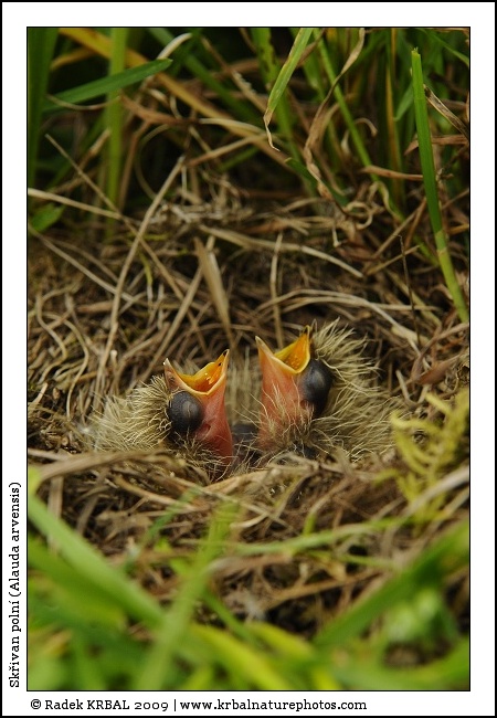 Sk�ivan poln� | Skylark | Feldlerche | Alauda arvensis