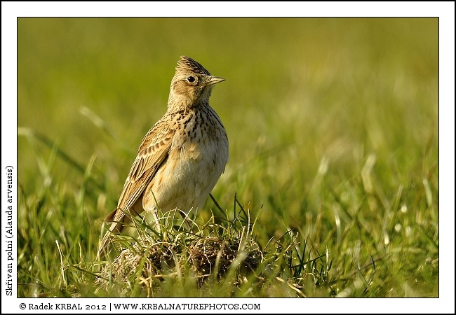 Sk�ivan poln� | Skylark | Feldlerche | Alauda arvensis