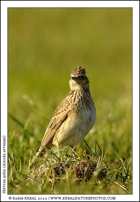 Sk�ivan poln� | Skylark | Feldlerche | Alauda arvensis