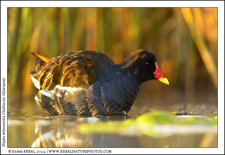 Sl�pka zelenonoh� | Common Moorhen | Teichralle | Gallinula chloropus