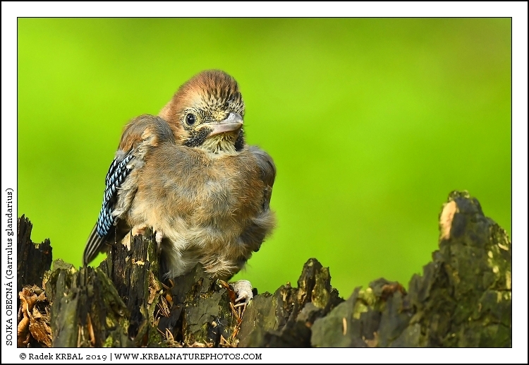 Sojka obecn� | Eurasian Jay | Eichelh�her | Garrulus glandarius