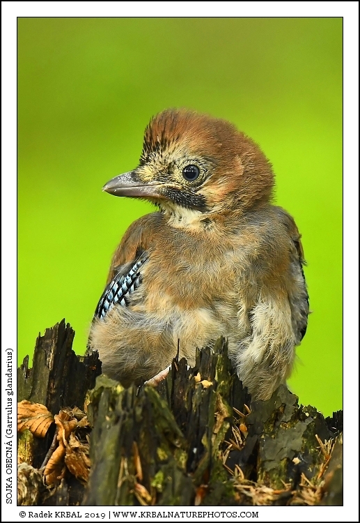 Sojka obecn� | Eurasian Jay | Eichelh�her | Garrulus glandarius