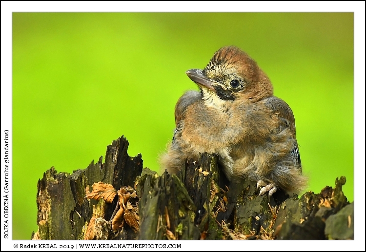 Sojka obecn� | Eurasian Jay | Eichelh�her | Garrulus glandarius