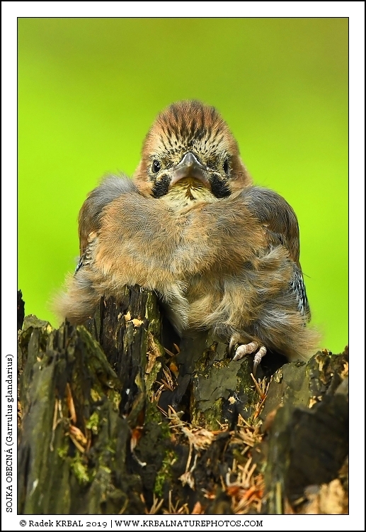 Sojka obecn� | Eurasian Jay | Eichelh�her | Garrulus glandarius